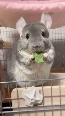 【お題日記】サラダには何をかける？