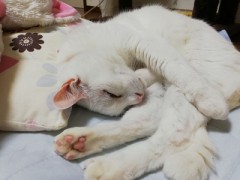 【お題日記】疲れた時はどうしてる？