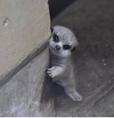 【お題日記】このスマホゲームに夢中！