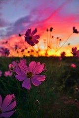 【お題日記】いつか行ってみたいと思うところはどこ？