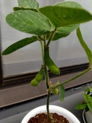 【お題日記】自粛で新しくできた趣味ある？