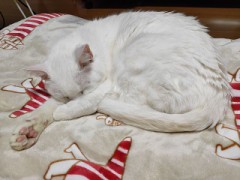 【お題日記】最近キュンした？