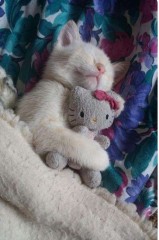 【お題日記】最近見たこんな夢