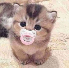 【お題日記】ボランティア活動したことある？