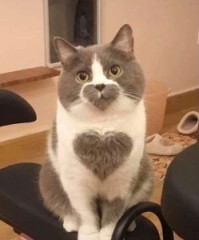 【お題日記】私は●●星人です