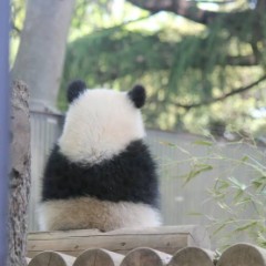 【お題日記】虫歯できたことない人？