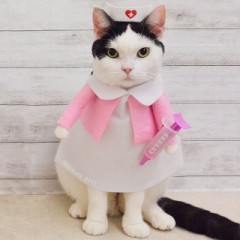 【お題日記】首輪付けたことある？