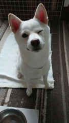 【お題日記】お金持ちになったらやりたい事