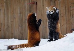 【お題日記】年賀状出した？