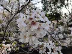 【お題日記】好きな花は何ですか？