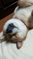 【お題日記】起床後すぐ布団から出られる？