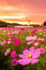 【お題日記】電車の「切符」今も買ってる？