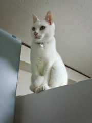 【お題日記】今使っていて一番長持ちしてる家電は何？