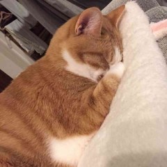 【お題日記】思春期の頃どきどきしたこと