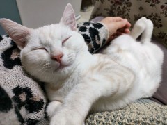 【お題日記】今日の小さな幸せ