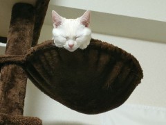 【お題日記】幸せの定義