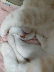 【お題日記】野良猫や野良犬見かける？