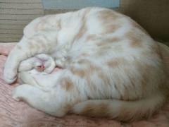 【お題日記】ドキドキする・させる次の一手は？