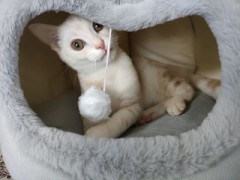 【お題日記】叶うなら恋人に頼んでみたいお願い