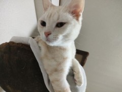 【お題日記】今年買ってよかったもの