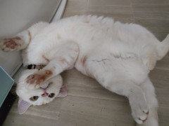 【お題日記】猫パンチくらった事ある？