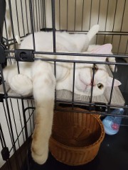 【お題日記】一番守りたいものは？