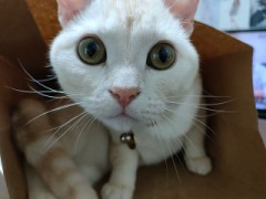 【お題日記】家で何か育ててる？