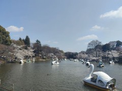 【お題日記】お花見行った？