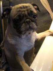 わが子を紹介☆