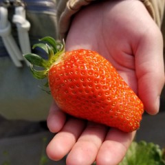 イチゴ狩り！