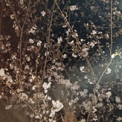 明日はお花見で一緒に過ごしてもらいたい