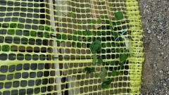 ようやくグリーンカーテンを