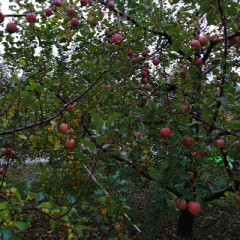 【お題日記】秋の行楽はどこに行った？