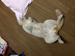 癒やされる瞬間6