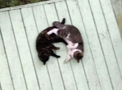 【お題日記】朝からエッチはどうでしょう？