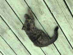 【お題日記】同性から見ても惹かれる人