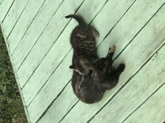 【お題日記】家族に性の相談したことある？