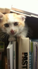 【お題日記】男性ならでは・女性ならではの悩み