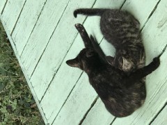 【お題日記】ネットの炎上について