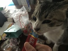 【お題日記】調子に乗って失敗したこと