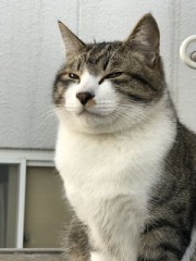 【お題日記】子供向けだけど大人も面白い番組