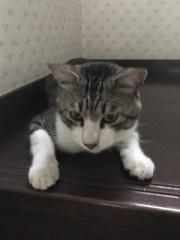 【お題日記】Hの時は部屋明るい？暗くする？