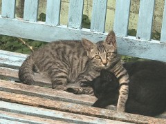 【お題日記】サングラス使ってる？