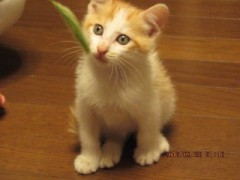 【お題日記】珍しいバイトの経験