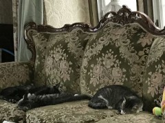 【お題日記】今夜のオカズは？