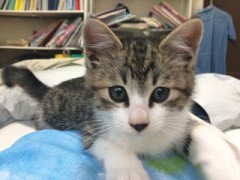 【お題日記】旅行に必ず持っていくものベスト３