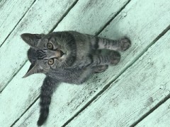 【お題日記】全く男ってやつは・・と思うこと