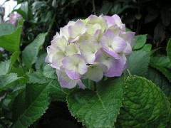 【お題日記】私の2012年上半期