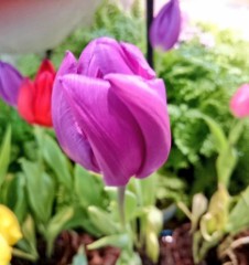 春はまだかな～