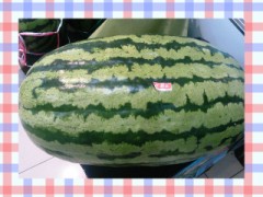 巨大スイカ